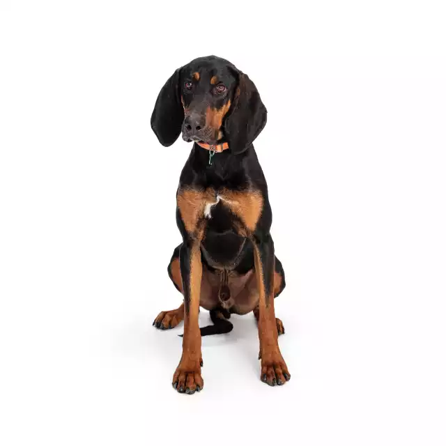 Black and Tan Coonhound