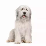 Photo Bobtail