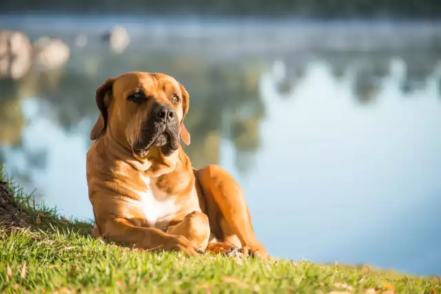 Photo Boerbull #4