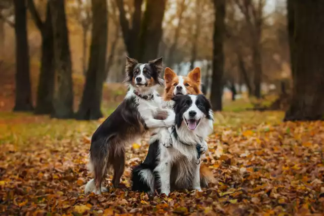 Photo Border Collie #4