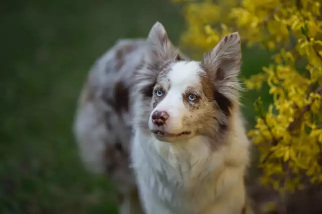 Photo Border Collie #2