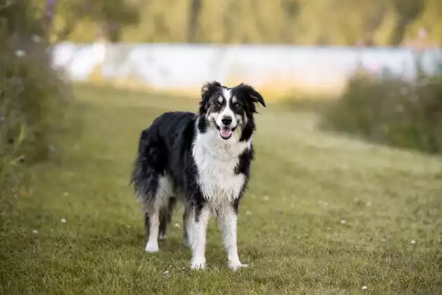 Photo Border Collie #1