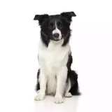 Photo Border Collie