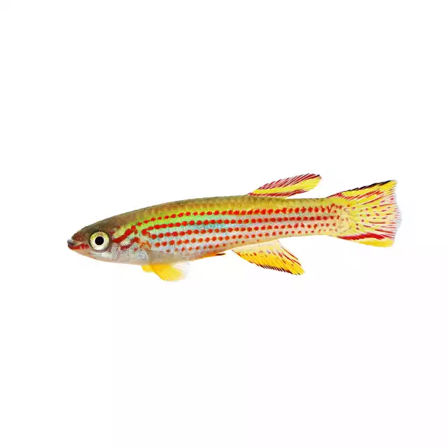 Killi rayé (Aphyosemion striatum)