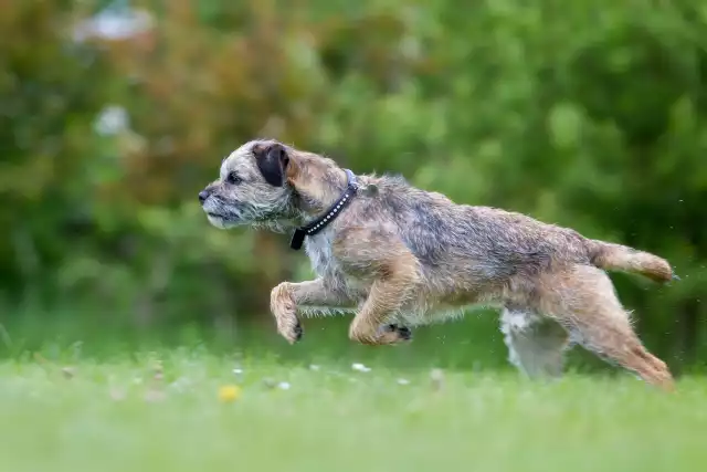 Photo Border Terrier #4