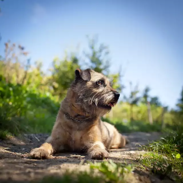 Photo Border Terrier #3