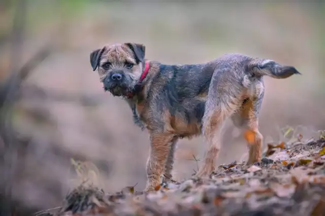 Photo Border Terrier #2