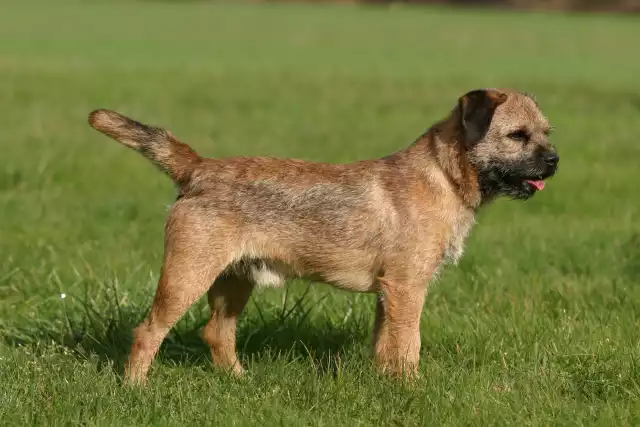 Photo Border Terrier #1