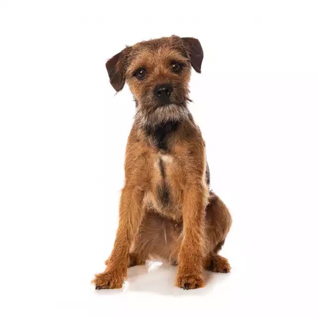 Photo Border Terrier