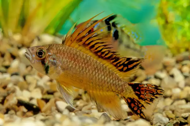 Photo Apistogramma perroquet (Apistogramma cacatuoides) #3