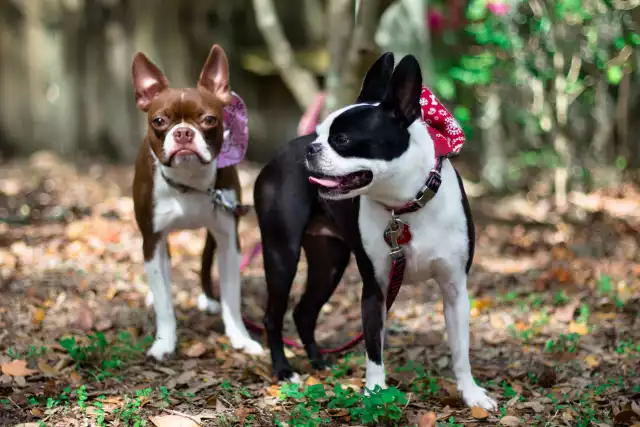 Photo Boston Terrier #4