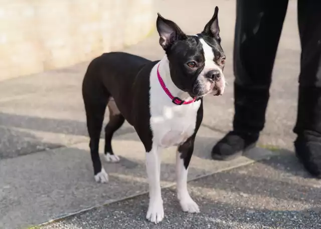 Photo Boston Terrier #2