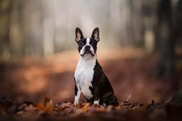 Photo Boston Terrier #1