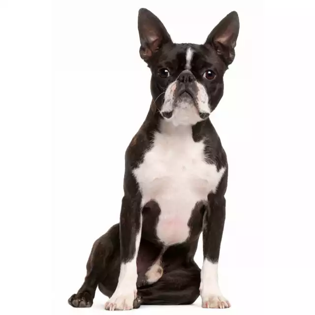 Photo Boston Terrier