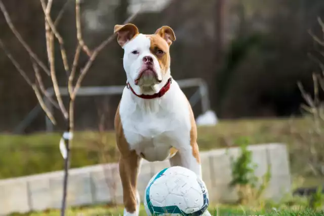 Photo Bouledogue Américain #1