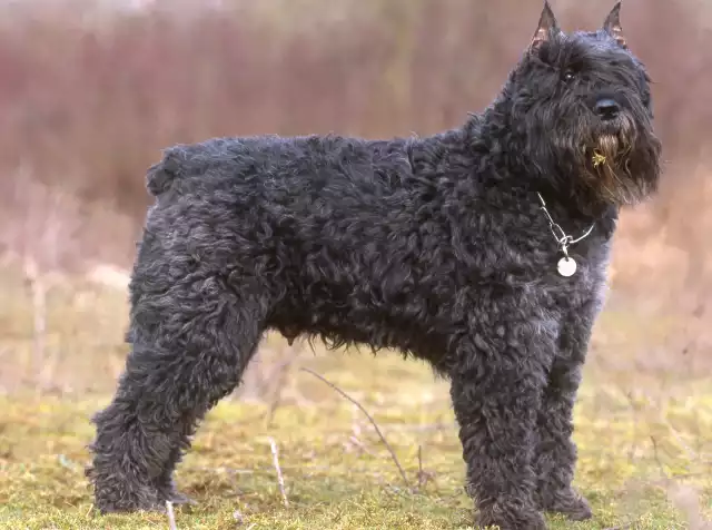 Photo Bouvier des Flandres #3