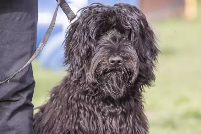 Photo Bouvier des Flandres #2