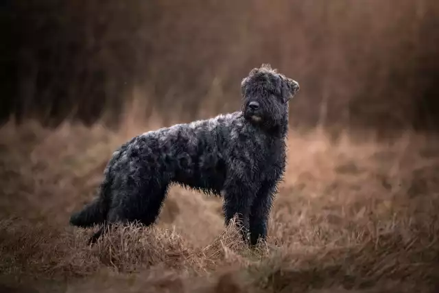 Photo Bouvier des Flandres #1