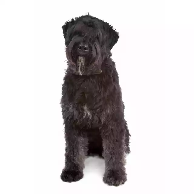 Bouvier des Flandres