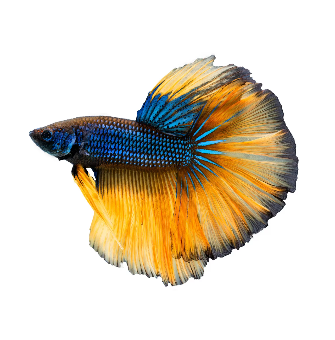 Betta Splendens Mâle-Combattant rouge 5,50 €