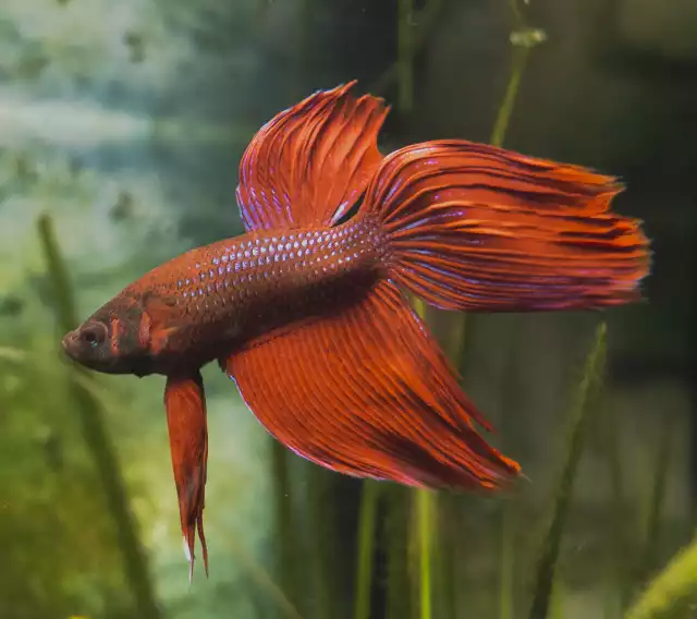 Photo Poisson Combattant (Betta splendens) #3