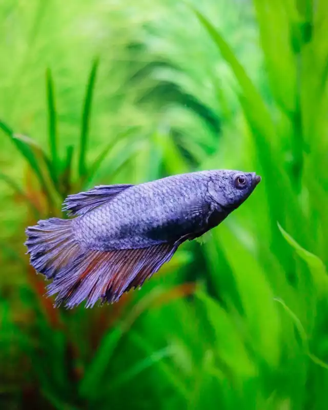 Photo Poisson Combattant (Betta splendens) #2