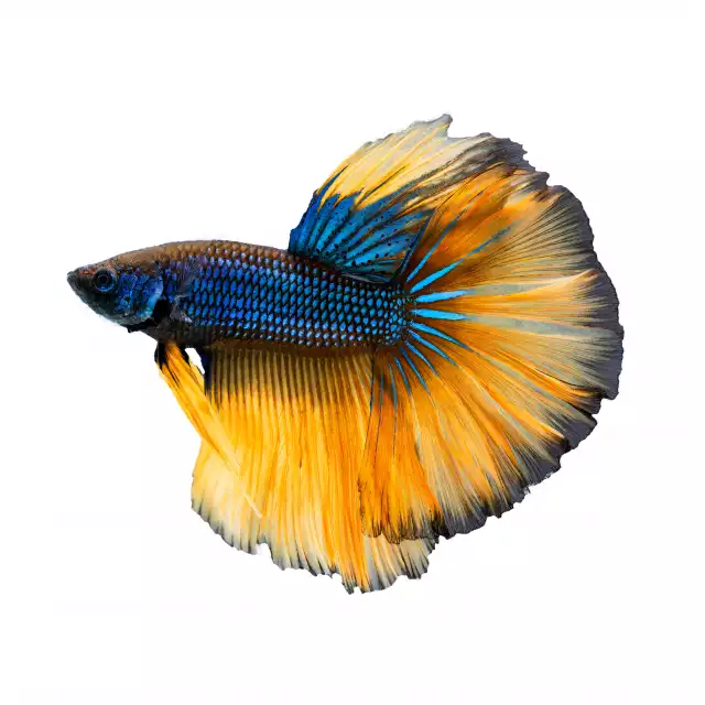 Poisson Combattant (Betta splendens)