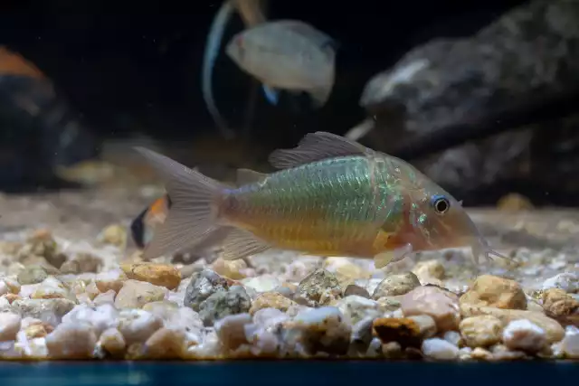 Photo Brochis à nez plat (Corydoras multiradiatus) #2