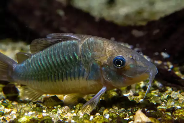 Photo Brochis à nez plat (Corydoras multiradiatus) #1