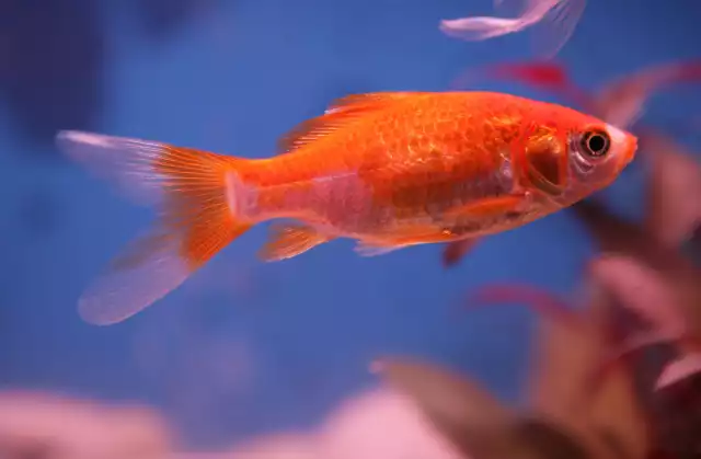 Photo Poisson rouge commun (Carassius auratus) #1