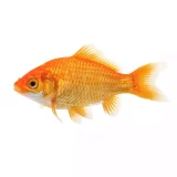 Photo Poisson rouge commun