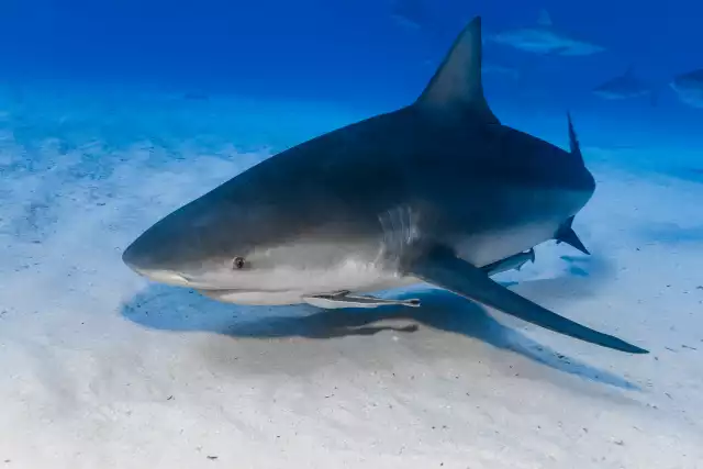 Photo Requin bouledogue (Carcharhinus leucas) #2