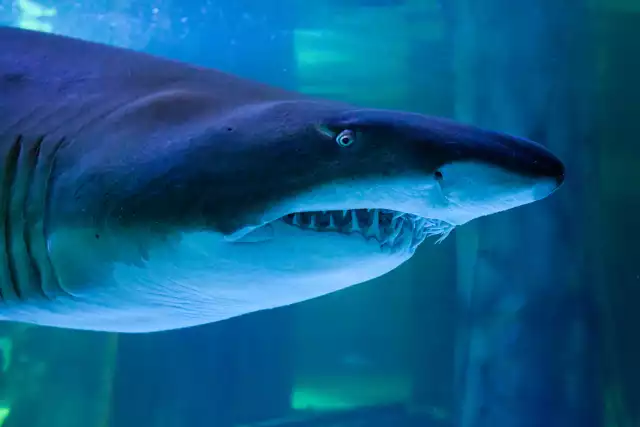 Photo Requin bouledogue (Carcharhinus leucas) #1