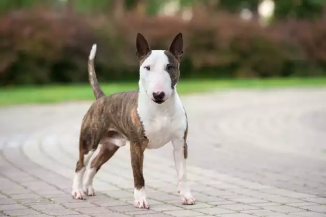 Photo Bull Terrier #6