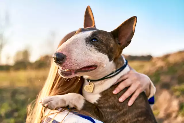 Photo Bull Terrier #5