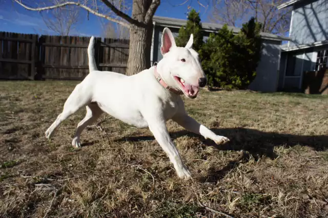 Photo Bull Terrier #4