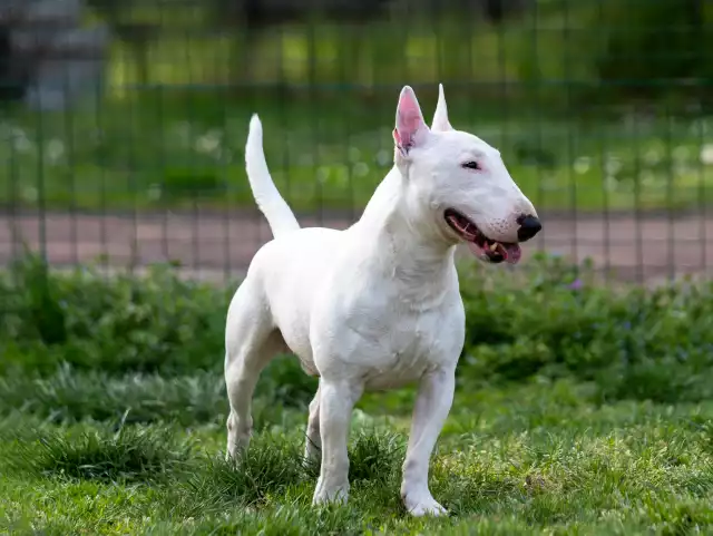 Photo Bull Terrier #1