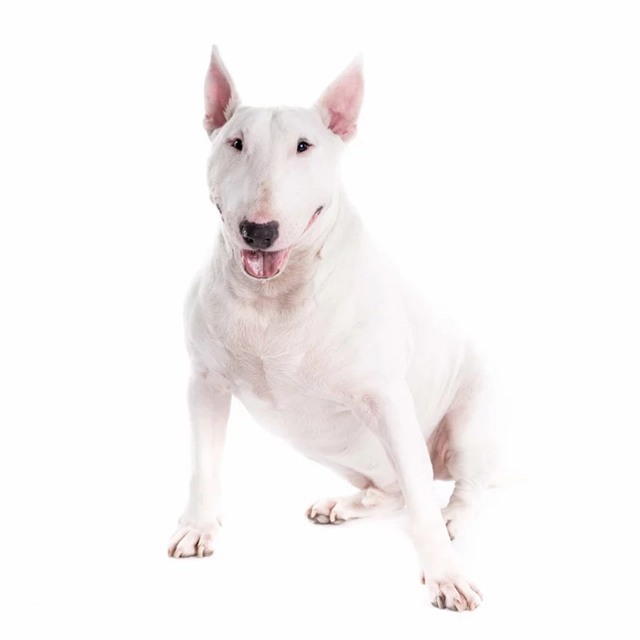 Photo Bull Terrier