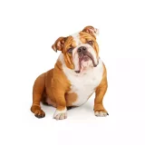 Photo Bulldog Anglais