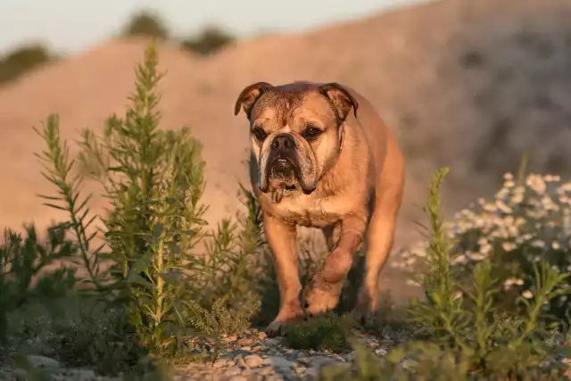 Photo Bulldog Continental #2