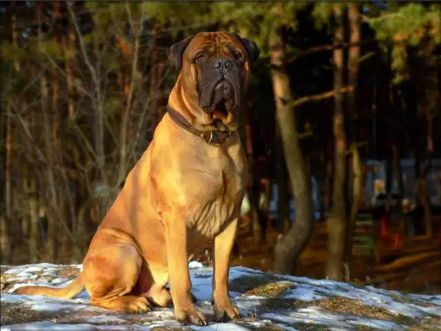 Photo Bullmastiff #3