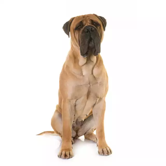 Bullmastiff