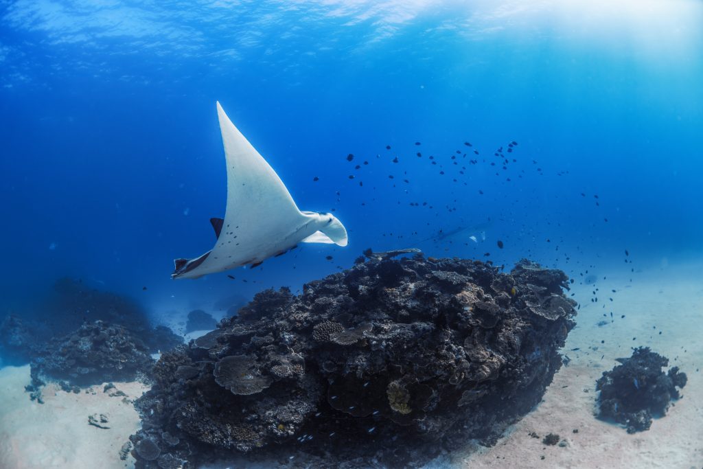 raie manta Lady Elliot Island