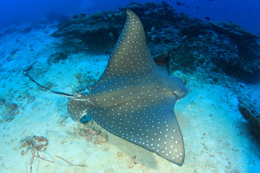 Raie Manta (Mobula birostris)