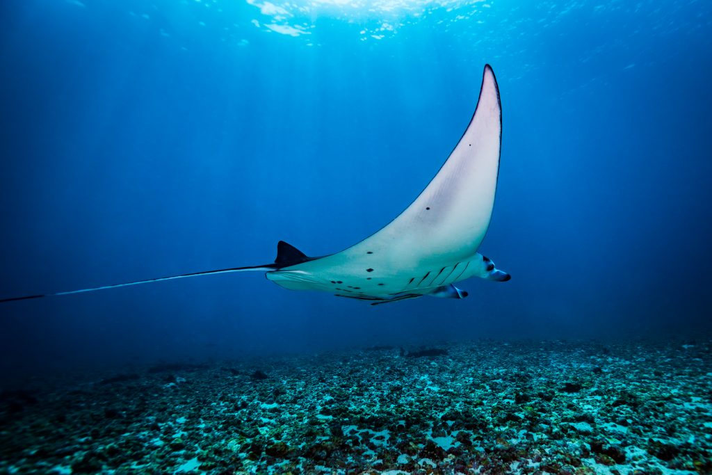 Raie Manta dans les fonds marins