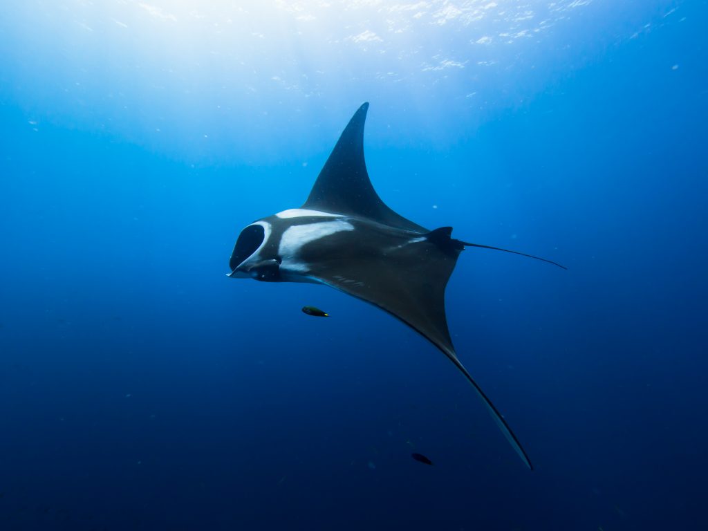 Raie manta géante