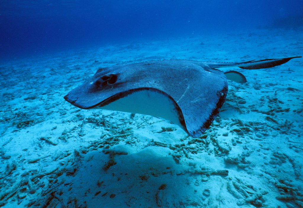 raie pastenague (Dasyatis pastinaca)
