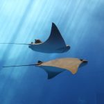 Raies : Où les observer, mode de vie et caractéristiques