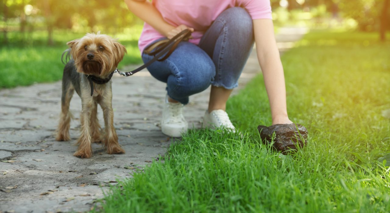 Que révèlent les crottes de votre chien sur sa santé ?
