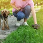 Que révèlent les crottes de votre chien sur sa santé ?